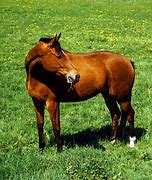 horse, a horse, my kingdom for a horse